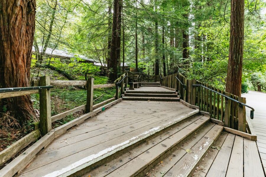 San Francisco: Muir Woods and Sausalito Small-Group Tour - Guides, humor, and smooth driving: what stands out in the real experience