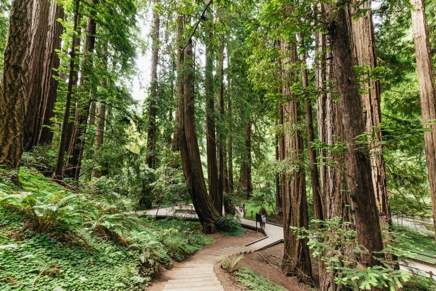 San Francisco: Muir Woods and Sausalito Small-Group Tour - Getting picked up in San Francisco, then out the door fast