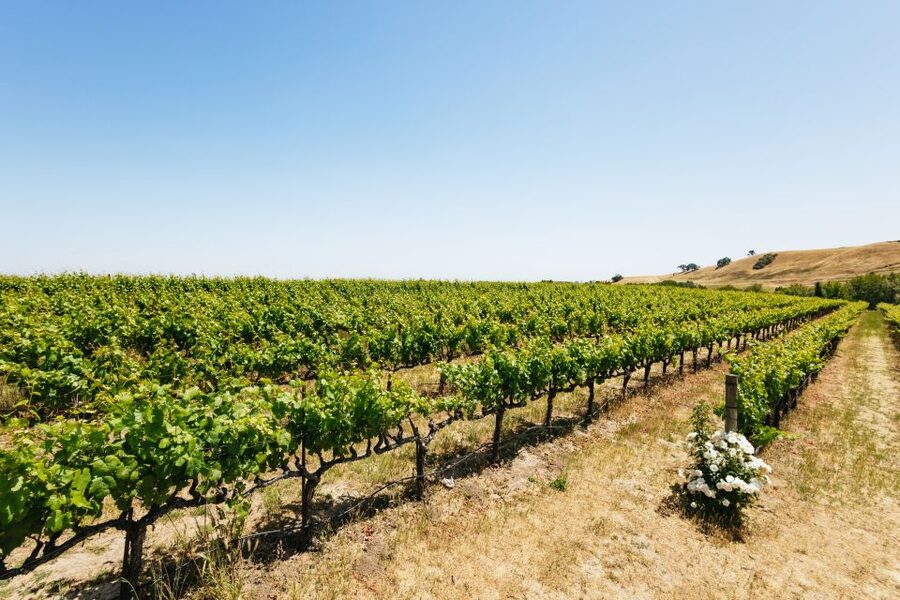San Francisco: Muir Woods, Napa & Sonoma Valley Wine Tour - Should you book this San Francisco Muir Woods, Napa, and Sonoma tour?