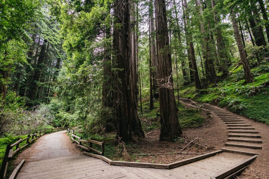 San Francisco: Muir Woods, Napa & Sonoma Valley Wine Tour - Sonoma Plaza lunch break: eat well, shop a little, breathe