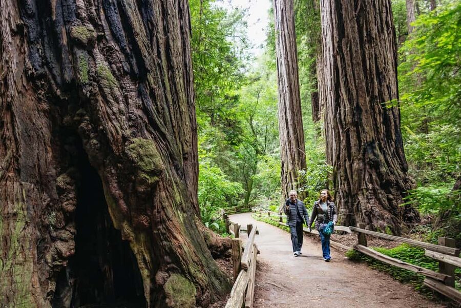 San Francisco: Muir Woods & Sausalito Tour with Ferry Option - Luxury bus to the redwoods, minus car stress