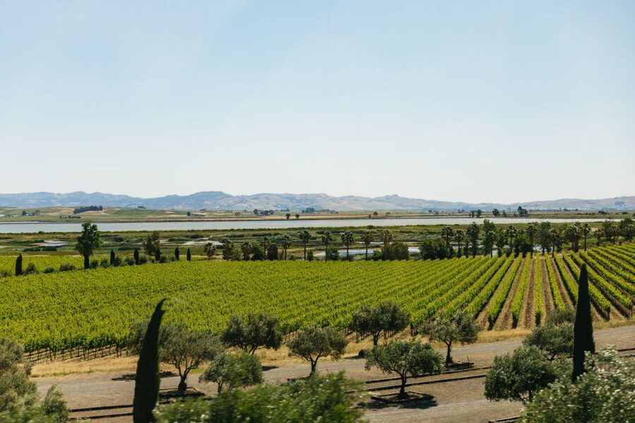San Francisco: Napa and Sonoma Valley Wine Tour - Second and Third Stops: The Boutique Plus Big-Style Wine Mix