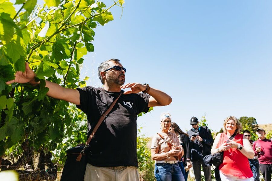 San Francisco: Napa and Sonoma Valley Wine Tour - Pacing the Day: How Much Wine You Taste and How to Stay in Control