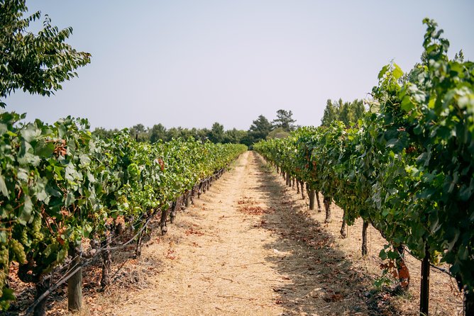 San Francisco Super Saver: Muir Woods & Wine Country w/ optional Gourmet Lunch - Mayo Family Winery: A More Personal Sonoma Stop