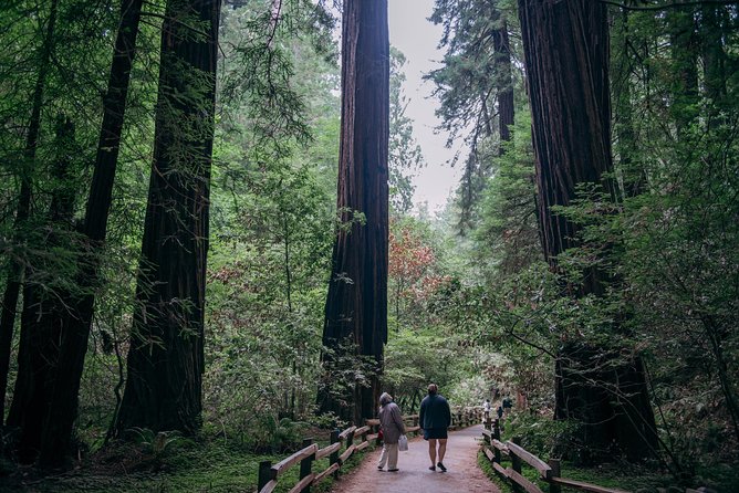 San Francisco Super Saver: Muir Woods & Wine Country w/ optional Gourmet Lunch - How the Guide and Small-Group Format Affect Your Experience