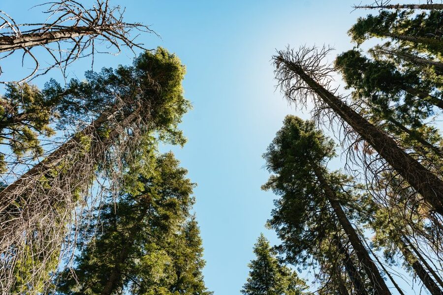 San Francisco: Yosemite National Park & Giant Sequoias Hike - Price and value: what $219 is buying you