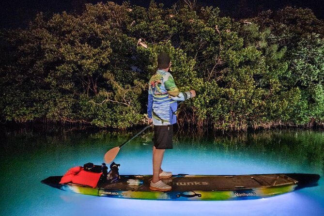 Sarasota - Clear Kayak LED Night Glass Bottom Tour - What the evening actually feels like, from meeting point to stars