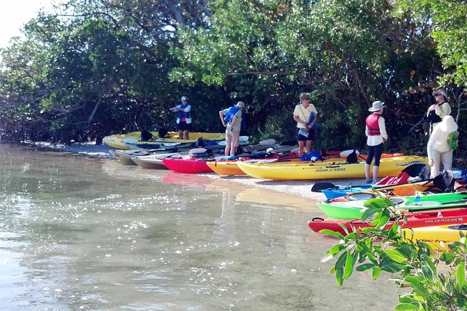 Sarasota Guided Mangrove Tunnel Kayak Tour - Solo Or Tandem Kayaks: Picking The Right Setup