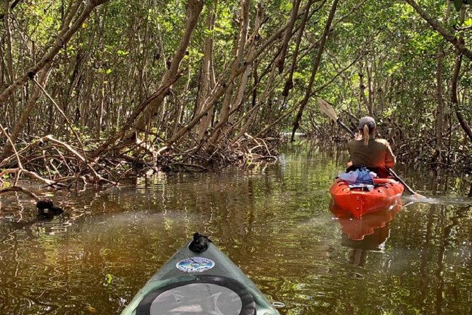 Sarasota Guided Mangrove Tunnel Kayak Tour - What You Get Included (And Why It Matters On Vacation)