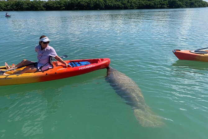 Sarasota Mangrove Tunnel Guided Kayak Adventure - Price and Value: What $65 Really Covers