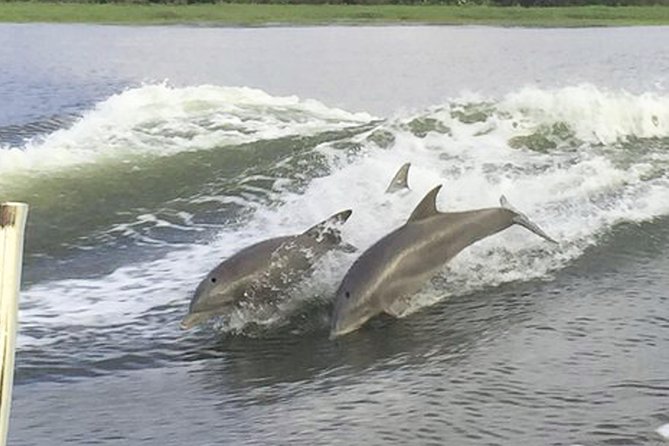 Savannah to Tybee Island with Dolphin Cruise - Riding the Trolley/BUS to Tybee Island: More Than Just Transit