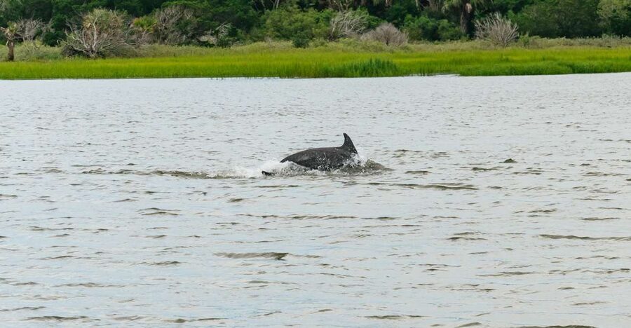 Savannah: Tybee Island Dolphin Tour - Crab Shack lunch in Tybee: more than just steamed seafood