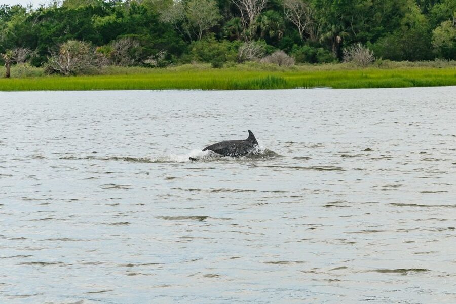Savannah: Tybee Island Dolphin Tour - Boarding the dolphin cruise: what to expect on Tybee’s waterways