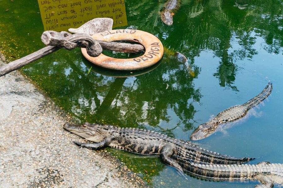 Savannah: Tybee Island Dolphin Tour - The wildlife stop: seeing reptiles and birds before the cruise