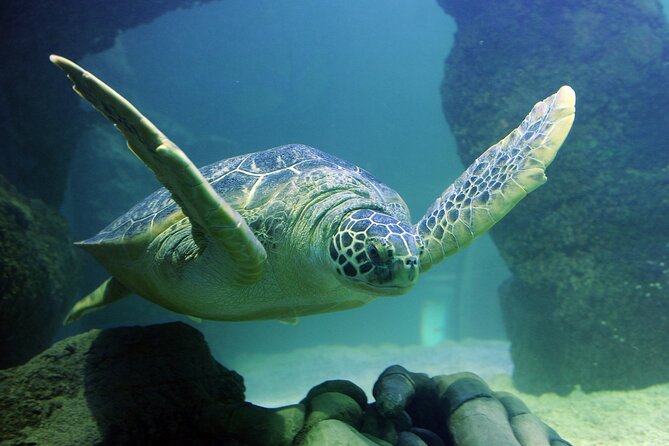 SEA LIFE Orlando Aquarium Admission Ticket at ICON Park - Feedings, Touch Moments, and VR Pods (What Might Change Your Experience)