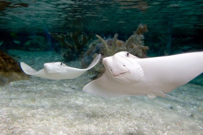 SEA LIFE Orlando Aquarium Admission Ticket at ICON Park - Stretch the Day With Madame Tussauds and The Orlando Eye at ICON Park