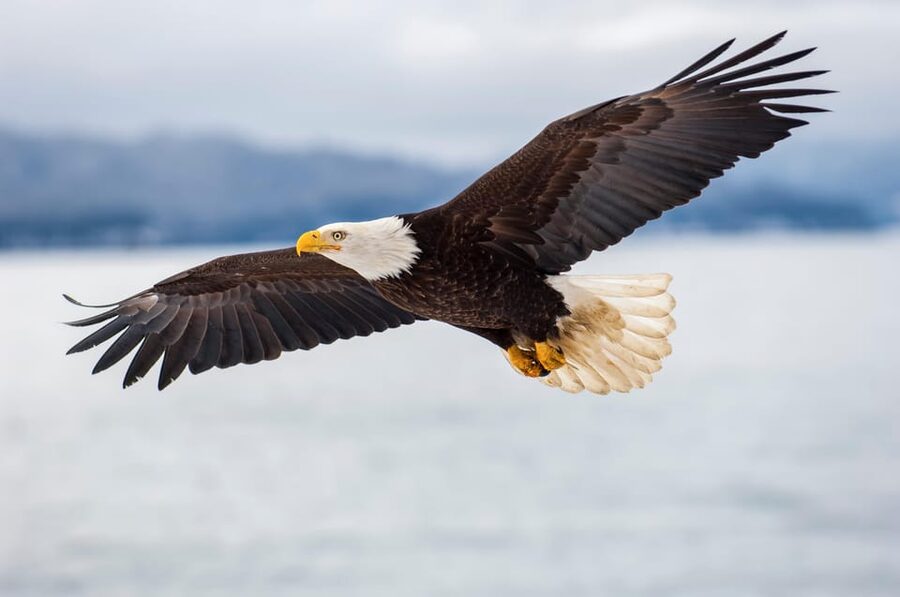 Seattle: Half-Day Wildlife and Whale Watching Cruise - Key points before you go