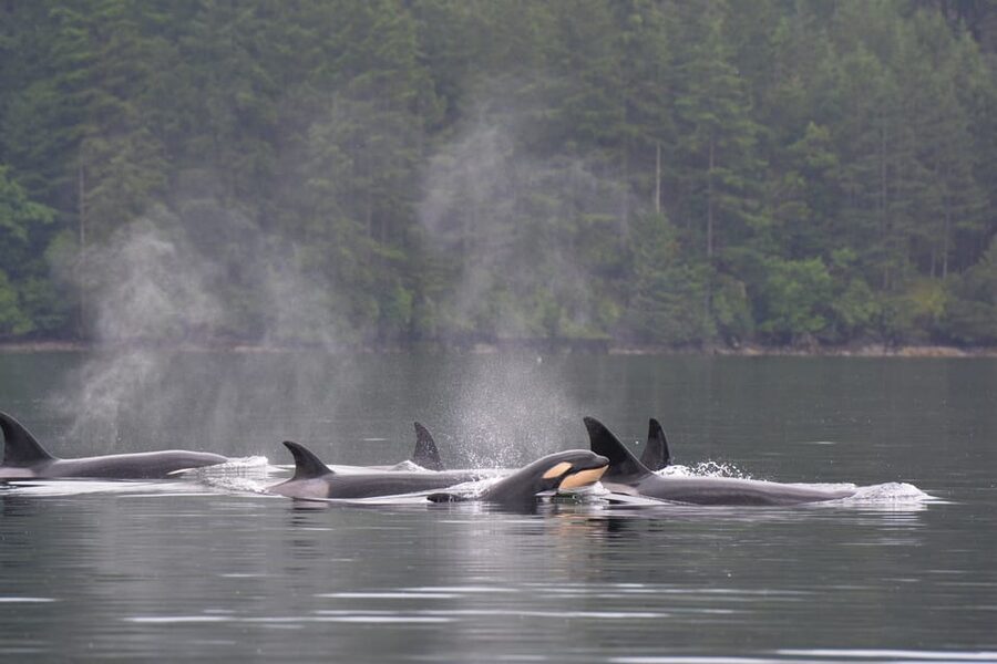 Seattle: Half-Day Wildlife and Whale Watching Cruise - From Pier 69 out to the Salish Sea: the ride that sets the tone