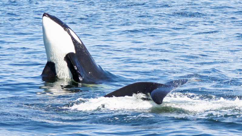 Seattle: Half-Day Wildlife and Whale Watching Cruise - How the naturalist guide changes the whale watching game