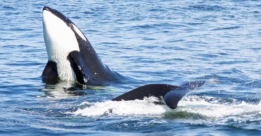 Seattle: Half-Day Wildlife and Whale Watching Cruise - Viewing rules: why you might not get super close (and why that is the point)