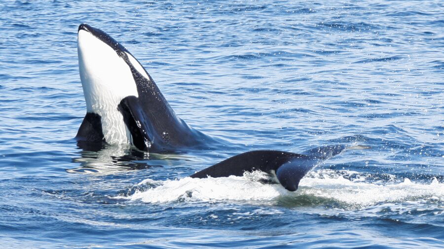 Seattle: Half-Day Wildlife and Whale Watching Cruise - The timing reality: 3 to 5 hours, and why that can be a plus or a letdown