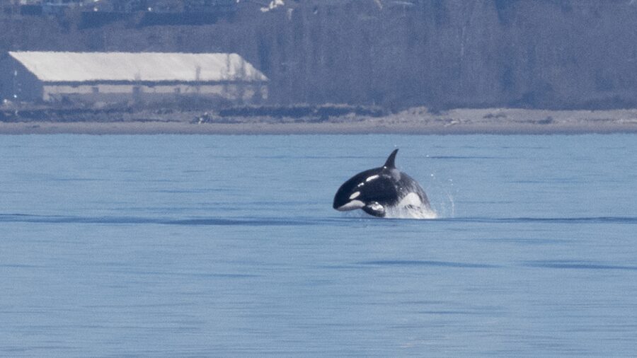 Seattle: Half-Day Wildlife and Whale Watching Cruise - Price and value: what $148 buys you on the water
