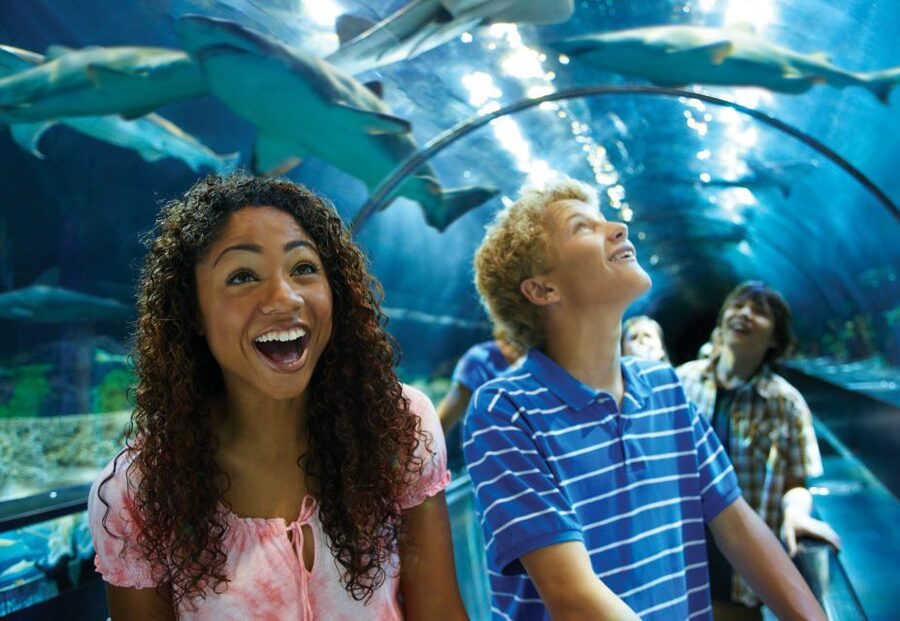 SeaWorld Orlando: Park Admission Ticket - Start with the coasters: Mako, Manta, and Pipeline