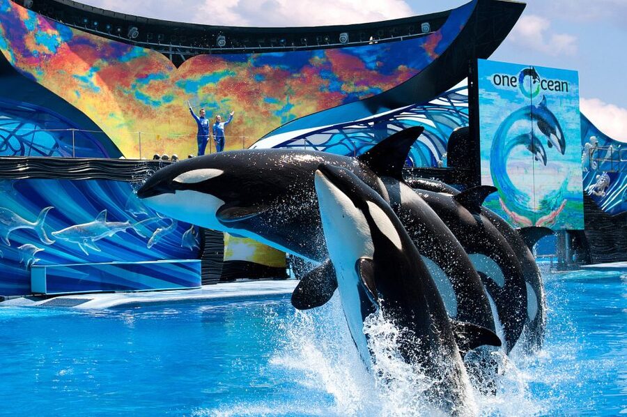 SeaWorld Orlando: Park Admission Ticket - Price and value: how to decide if $87 is worth it