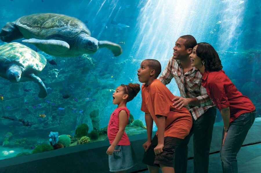 SeaWorld Orlando: Park Admission Ticket - Penguin Trek is the family coaster worth planning around
