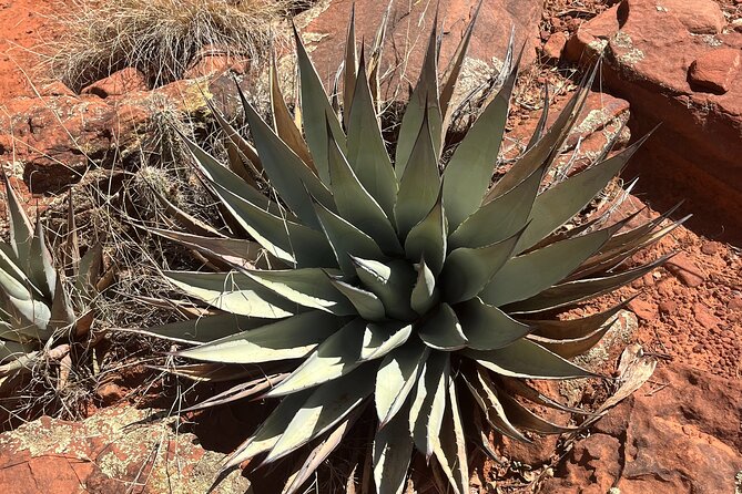 Sedona Magical Sightseeing Highlight Tour- 5 Stars - Chapel of the Holy Cross: the parking headache is handled