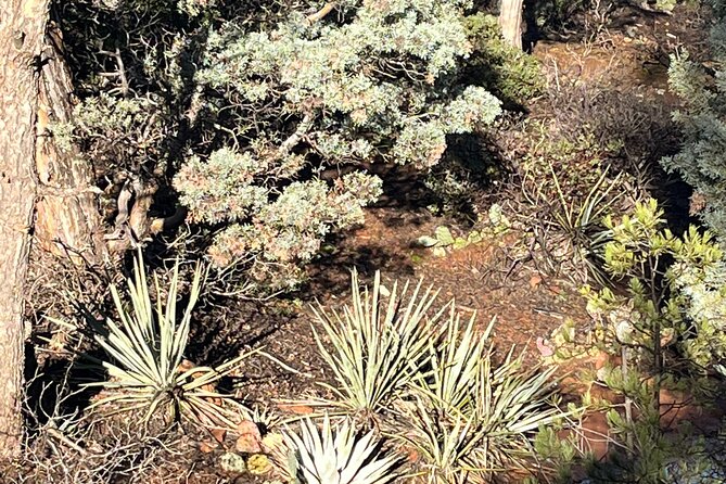 Sedona Magical Sightseeing Highlight Tour- 5 Stars - Guides are the difference: Anna, Mike, and Margarita Mike energy