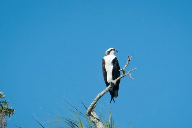 See Crystal River - Mantee & Wildlife Viewing Cruise - Crystal River Manatees, but With a Small-Group Boat Feel