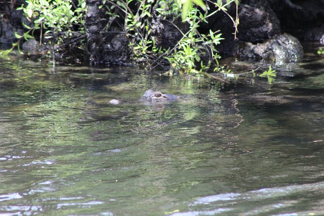 See Crystal River - Mantee & Wildlife Viewing Cruise - What You’ll See on the Crystal River National Wildlife Refuge Stop