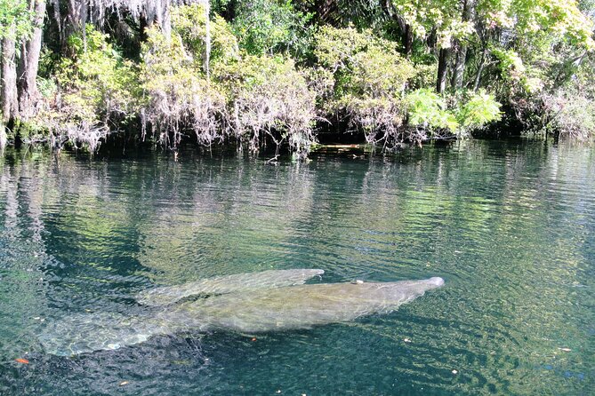 See Crystal River - Mantee & Wildlife Viewing Cruise - Captain Skills: Eagle-Eyed Spotting From a Covered, Windowed Boat