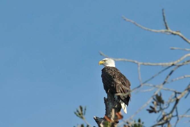 See Crystal River - Mantee & Wildlife Viewing Cruise - Best Time to Go: Winter Manatee Season and What to Expect