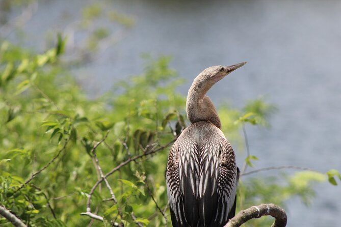 See Crystal River - Mantee & Wildlife Viewing Cruise - Comfort and Small-Group Atmosphere: Why Max 16 Really Matters