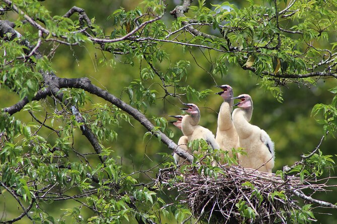 See Crystal River - Mantee & Wildlife Viewing Cruise - Who This Tour Fits Best (And Who Might Want a Different Option)