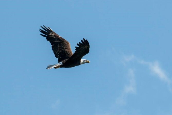 See Crystal River - Mantee & Wildlife Viewing Cruise - Pricing and Value: What $42.95 Buys You in 90 Minutes