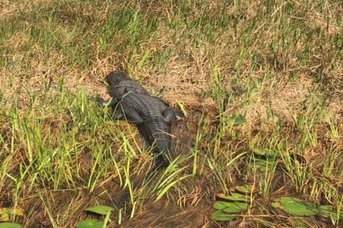 Semi-Private 1-Hour Airboat Tour of Miami Everglades - Key Highlights You Should Care About