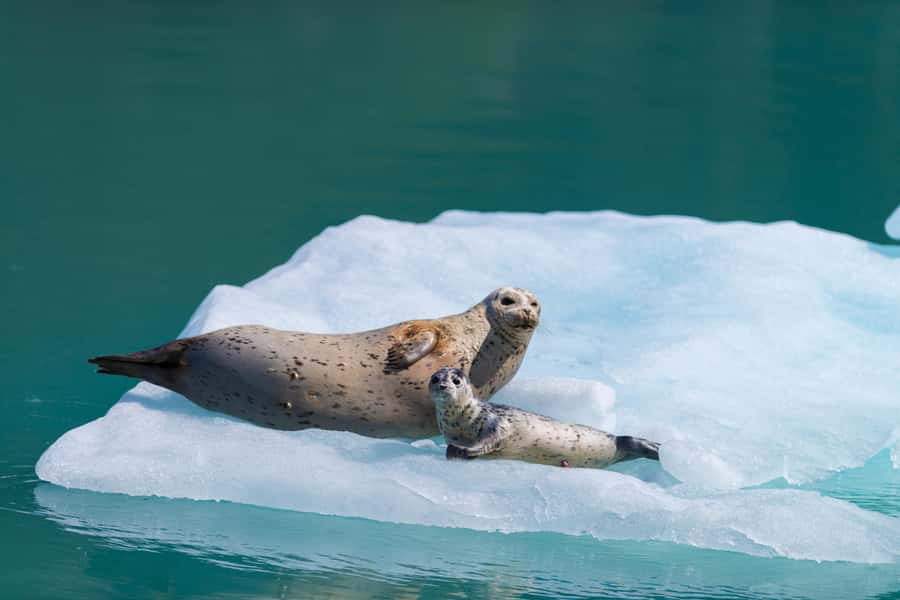 Seward: Kenai Fjords National Park Catamaran Cruise w/Lunch - Quick reasons this cruise gets so much love