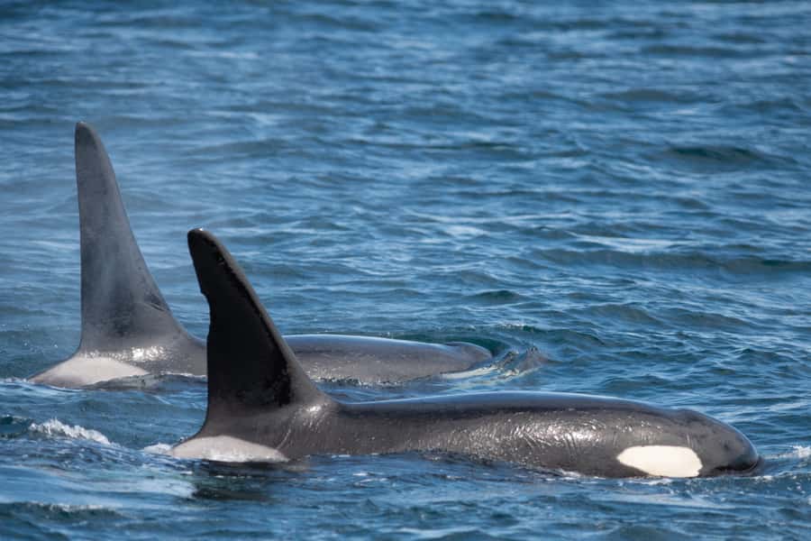 Seward: Kenai Fjords National Park Catamaran Cruise w/Lunch - Who should book this cruise, and who might want another option