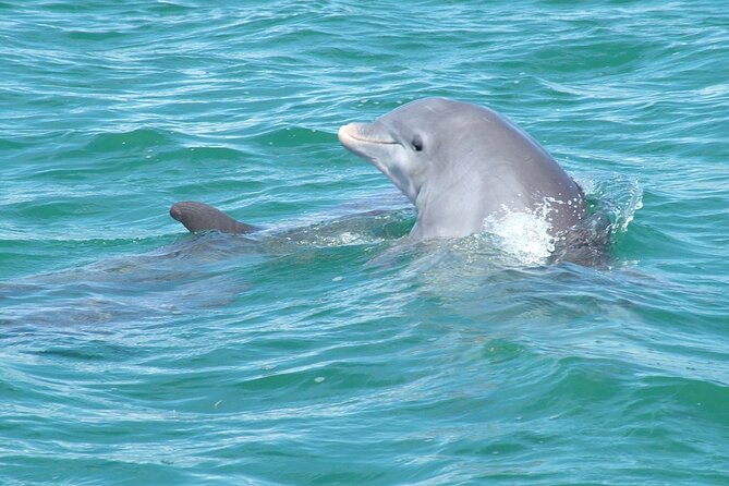 Shallow Water Snorkeling and Dolphin Watching in Key West - Onboard Comfort: Shade, Sundeck Energy, and Space to Breathe