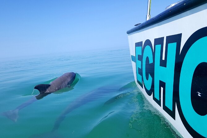 Shallow Water Snorkeling and Dolphin Watching in Key West - Getting to Key West Bight Marina and Boarding Echo Smoothly