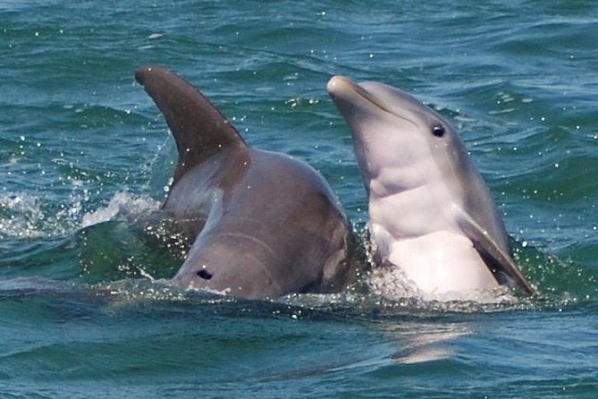 Shark and Wildlife Viewing Adventure in Key West - Key things that make this shark-and-wildlife trip worth it