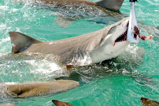 Shark and Wildlife Viewing Adventure in Key West - Boarding the Tiger Cat: the boat design that makes wildlife viewing easier