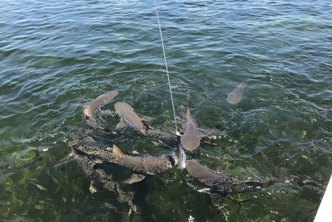 Shark and Wildlife Viewing Adventure in Key West - Harbor cruising and the Key West National Wildlife Refuge area