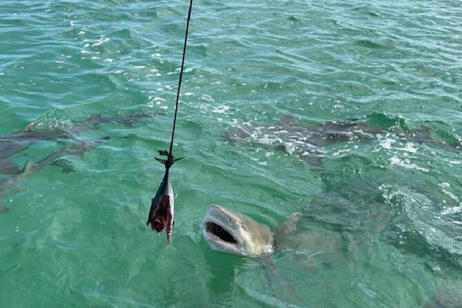 Shark and Wildlife Viewing Adventure in Key West - Shallow mangrove waters: where you scan for meaning, not just sightings