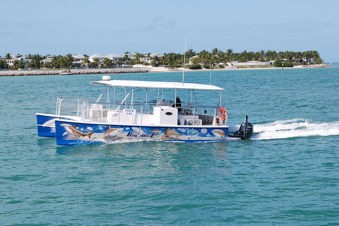 Shark and Wildlife Viewing Adventure in Key West - The shark viewing: what the bait technique changes