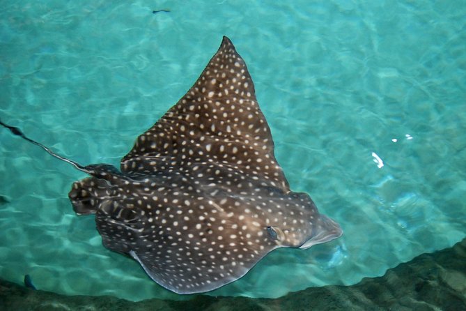 Shark and Wildlife Viewing Adventure in Key West - Guides and on-water energy: why names keep coming up