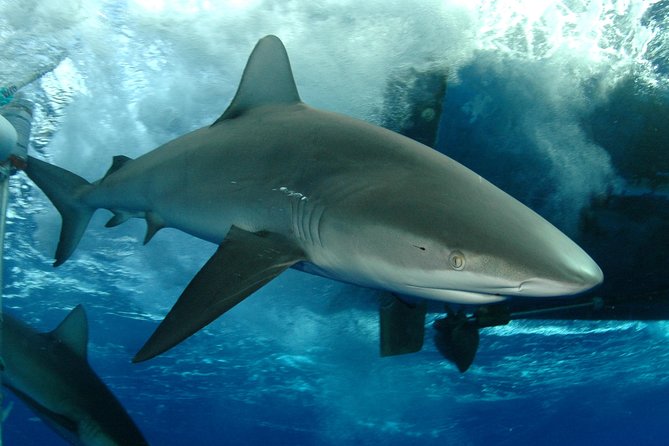 Shark Cage Diving on Oahu’s North Shore - Key highlights to know before you go